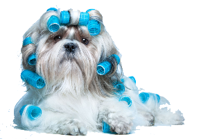 a doggy with curlers